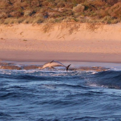 a group of people swimming in a body of water