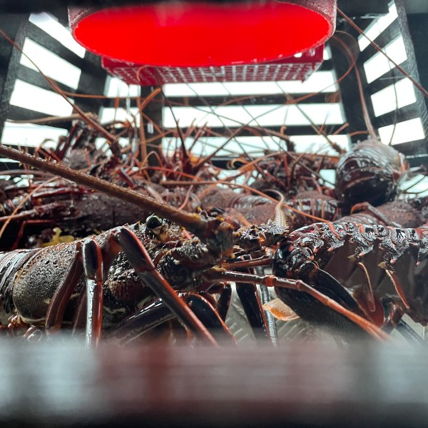 a lobster on a grill