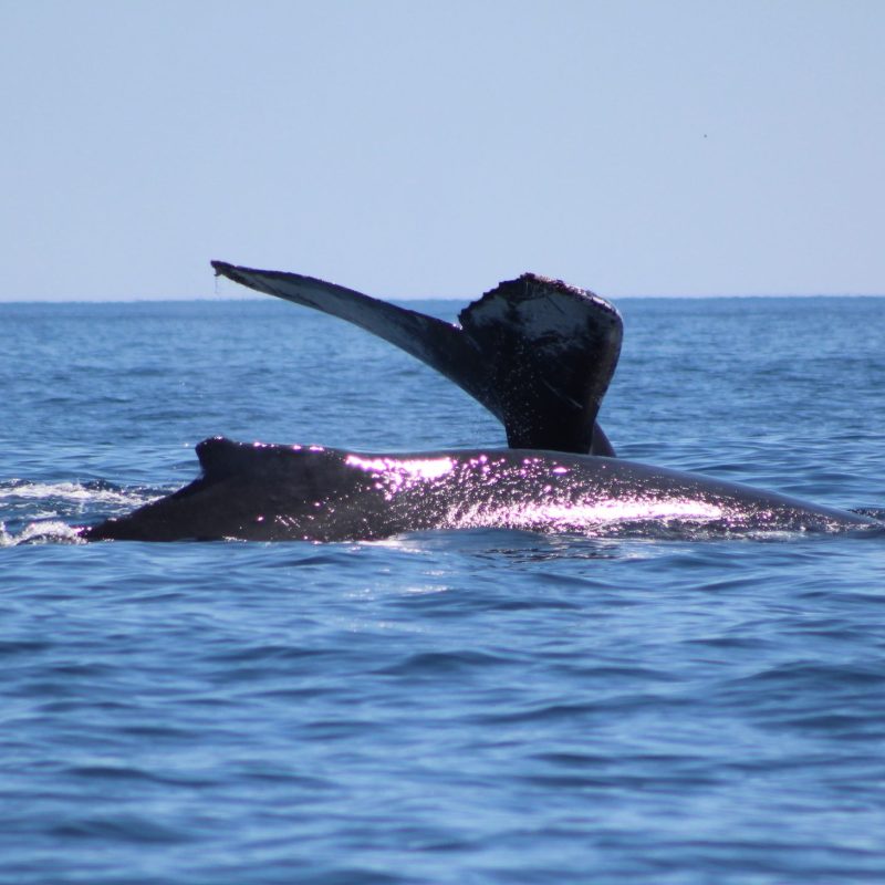 a whale jumping out of the water