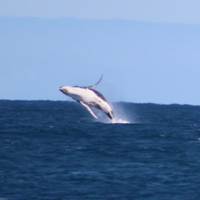 a bird flying over a body of water