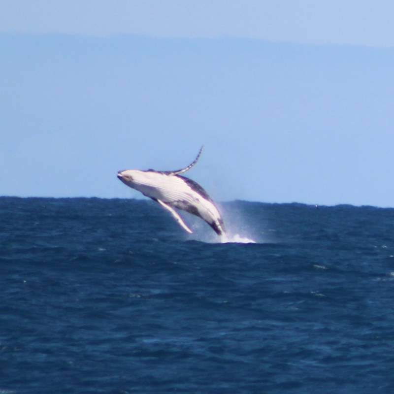 a bird flying over a body of water